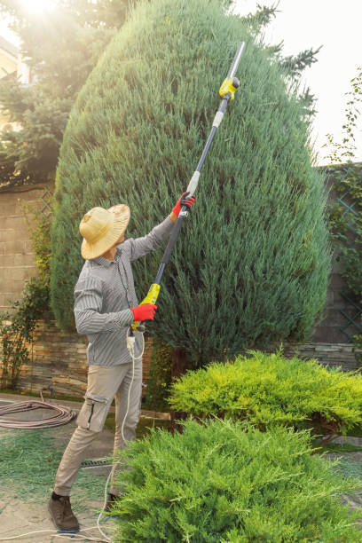 Best Storm Damage Tree Cleanup  in Bethel Island, CA